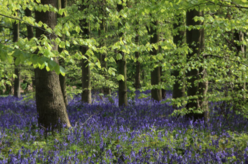 meadow